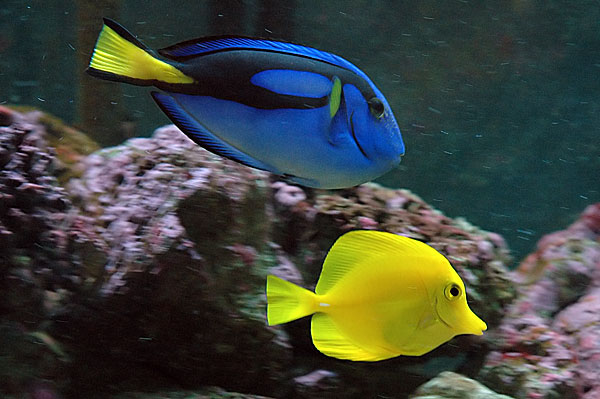 yellow_tang1.jpg