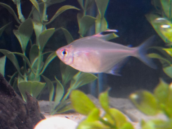 BHTetra.jpg