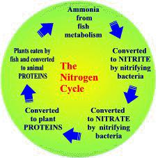 nitrogencycle.JPG