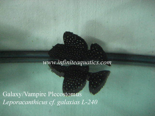 Galaxy Vampire Pleco L240.jpg Galaxy Vampire Pleco L240.jpg