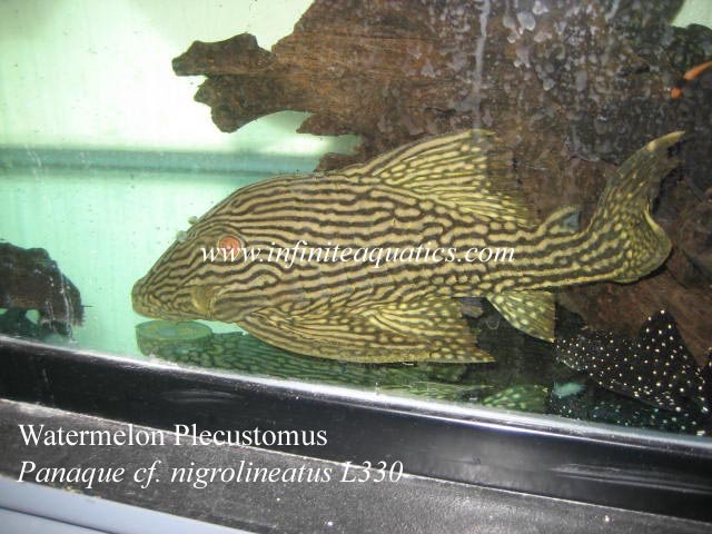 Watermelon Pleco 062008 copy.jpg Watermelon Pleco 062008 copy.jpg