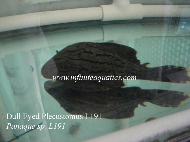 Royal Pleco L191.jpg Royal Pleco L191.jpg