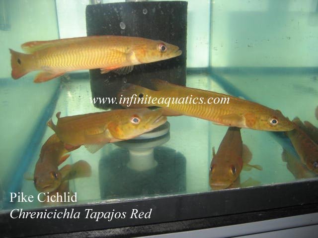 Crenicichla Tapajos.jpg