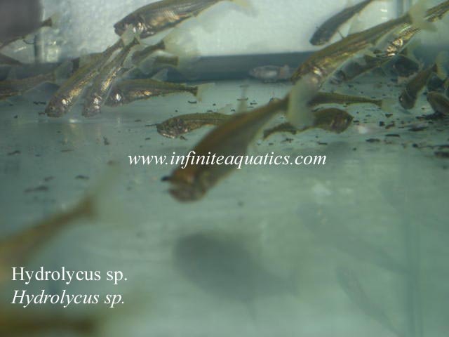 Hydrolycus sp.jpg