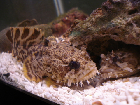 2 toads.JPG