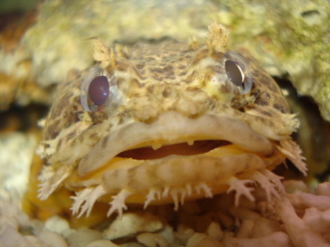 toadfish closeup.JPG