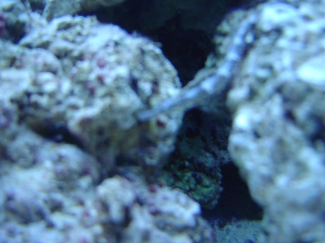 mice 038.jpg