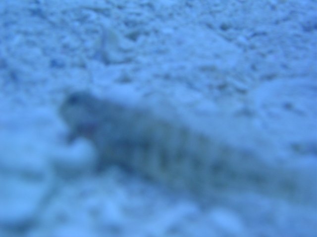 mice 043.jpg
