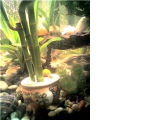 bamboo.jpg