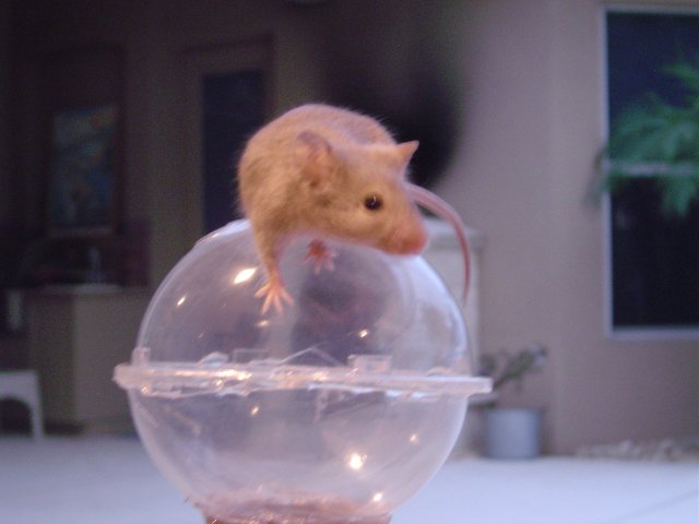 mice 046.jpg