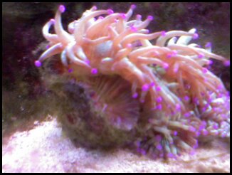 coral1.jpg