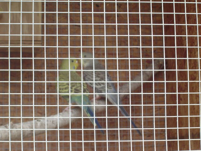mice 047.jpg