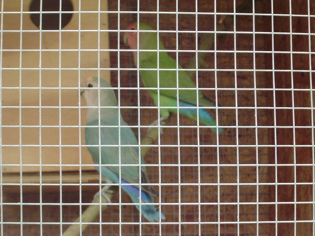 mice 049.jpg