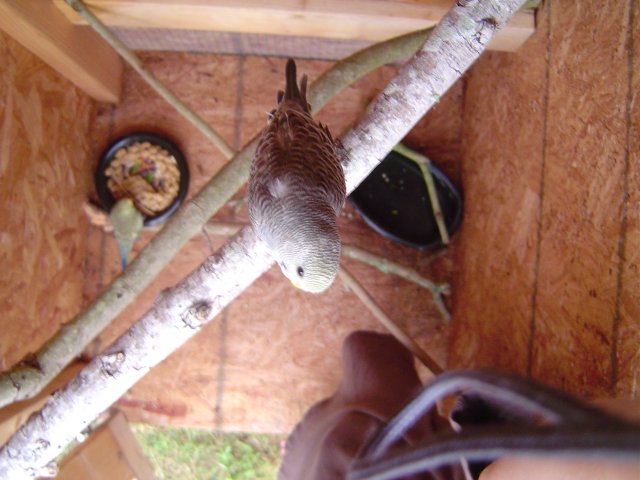 mice 051.jpg