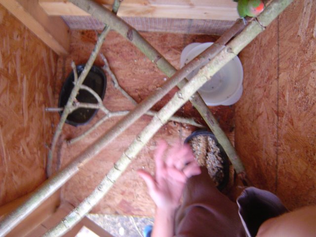 mice 053.jpg