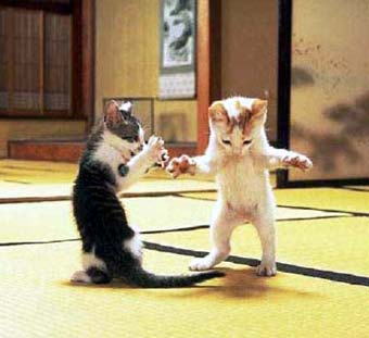 fighting_cats.jpg