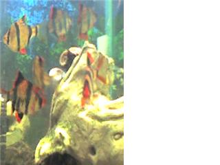 tiger barbs.jpg