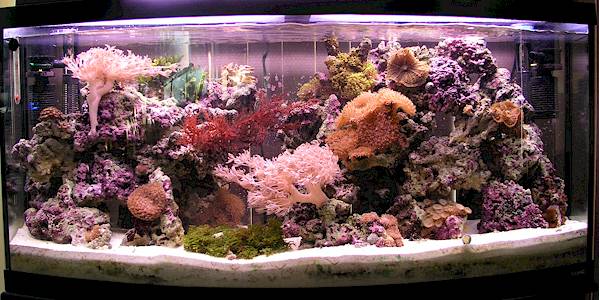 72gal-tank-11.jpg