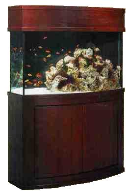 h105oc_72bow_cherrystand.jpg h105oc_72bow_cherrystand.jpg