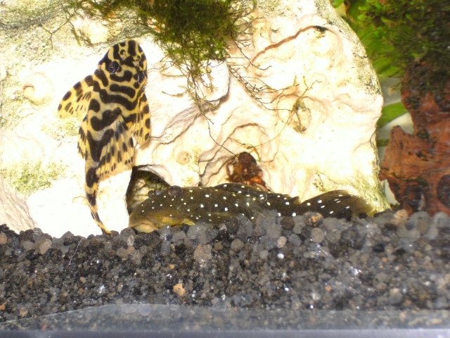 lf_ppmt_plecos86.jpg