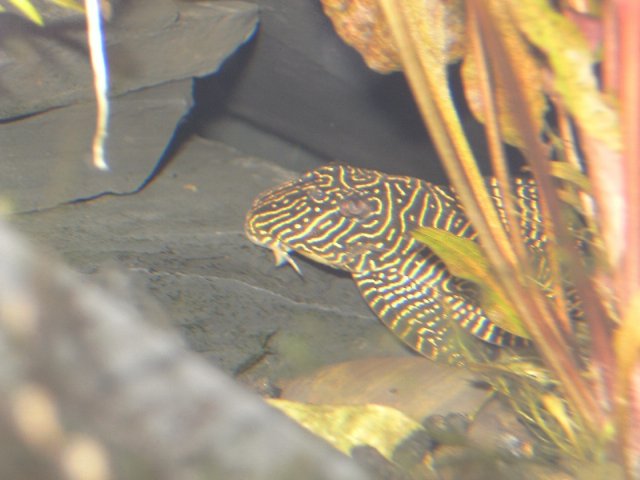 queen86.01.jpg