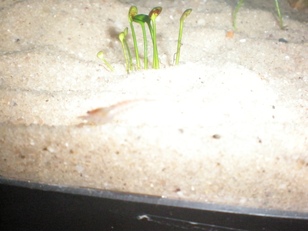 Shrimp 002.jpg