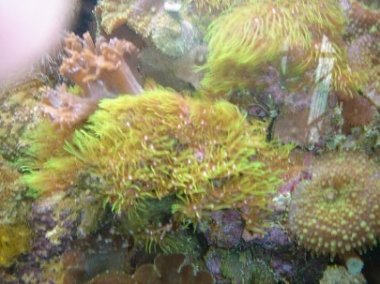 fish tank july 08 022.jpg