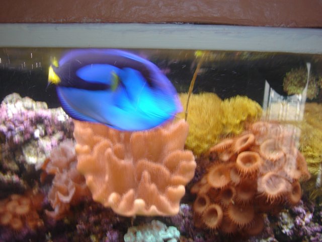 fish tank july 08 019.jpg