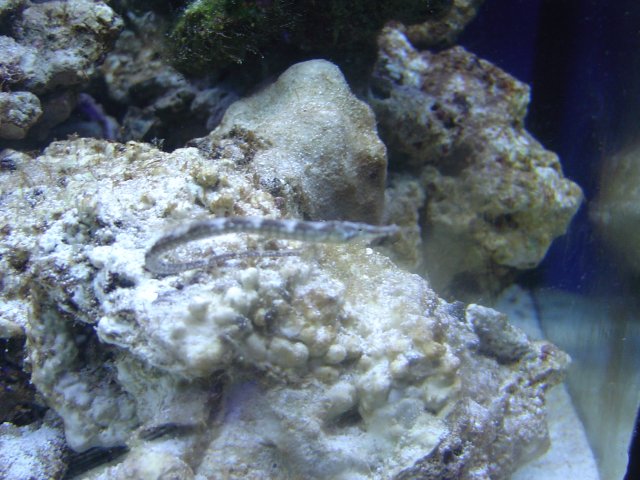 mice 069.jpg