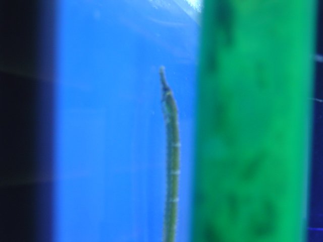 mice 071.jpg