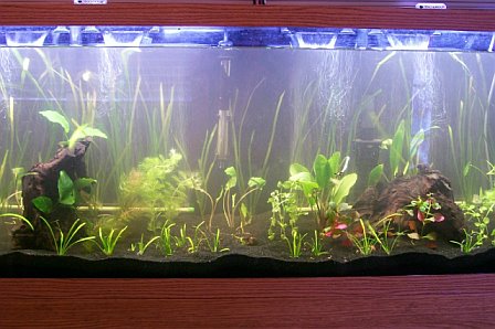 blacksand.jpg blacksand.jpg