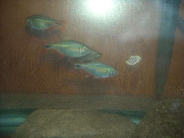 DSCN0184.JPG