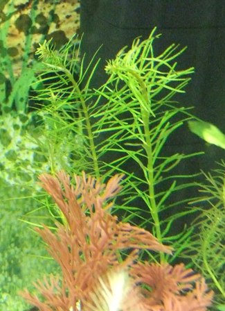plant4.JPG plant4.JPG