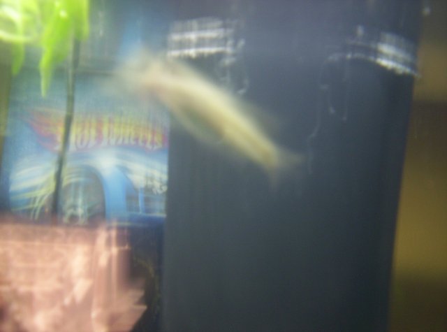 id this fish plz 003.JPG