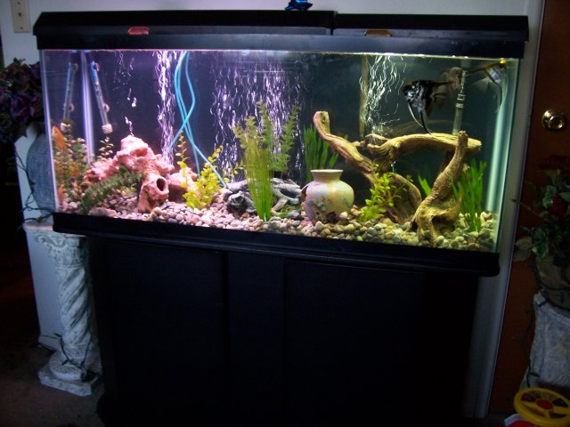 12-19-2007 new 55 tank 011.jpg