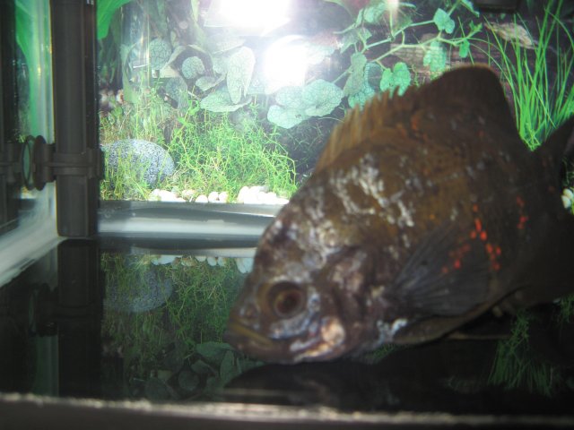 IMG_0694.JPG