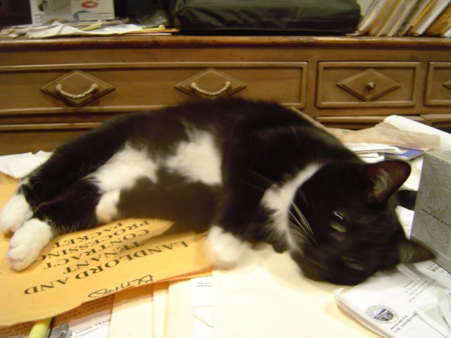 mice 075.jpg