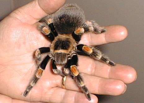 B. Smithi (Mexican Red Knee) 2.jpg