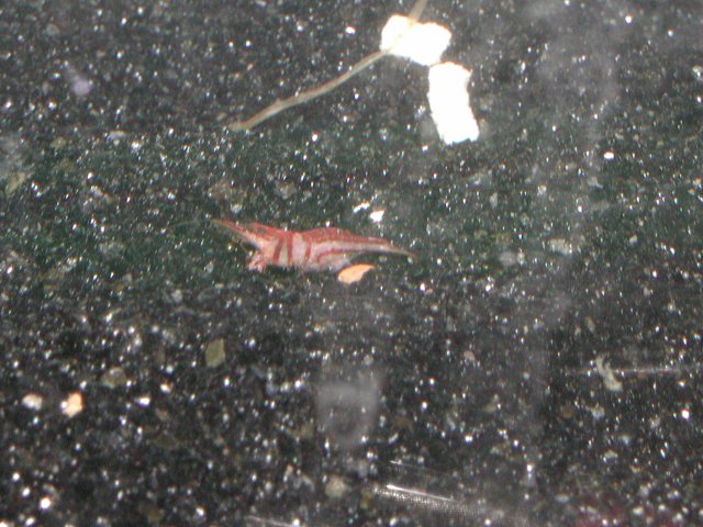Harlequin shrimp006.JPG