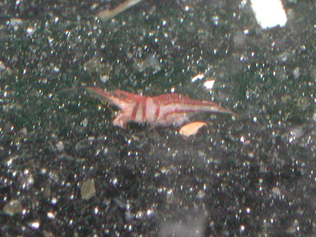 Harlequin shrimp007.JPG