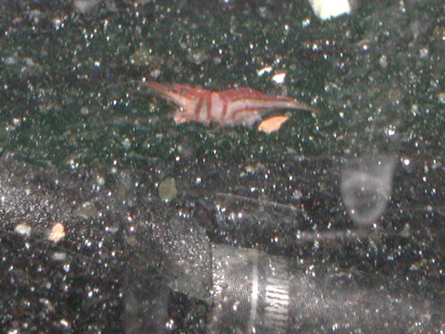 Harlequin shrimp008.JPG