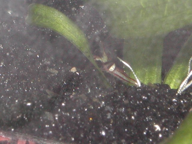 Harlequin shrimp009.JPG