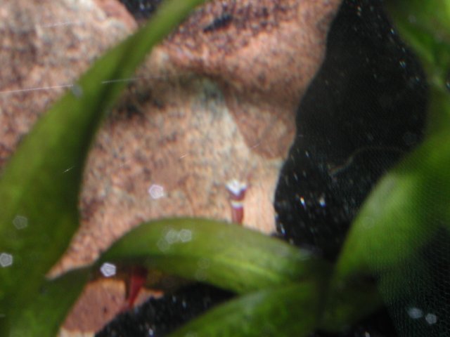 Harlequin shrimp011.JPG