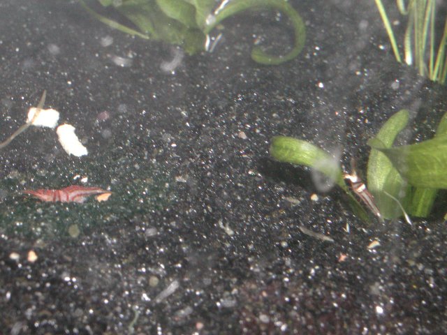 Harlequin shrimp012.JPG