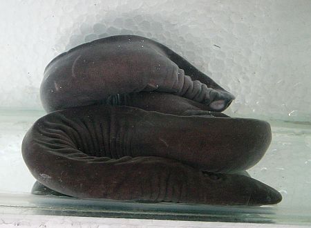 rubber eel.jpg