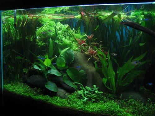 125g planted discus  02 apr 06 038 (Custom).jpg