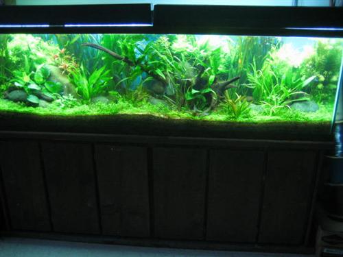 125g planted discus  02 apr 06 003 (Custom).jpg