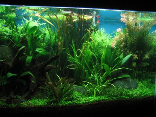 125g planted discus  02 apr 06 034 (Custom).jpg