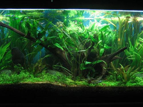 125g planted discus  02 apr 06 036 (Custom).jpg