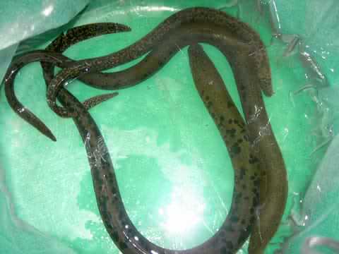 spotted eel 1.jpg